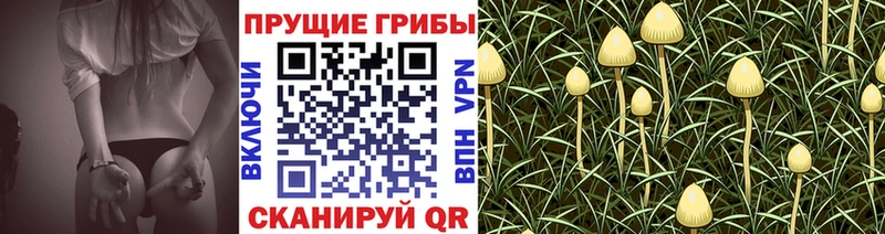 Купить закладки  Буй  Галлюциногенные грибы GOLDEN TEACHER 